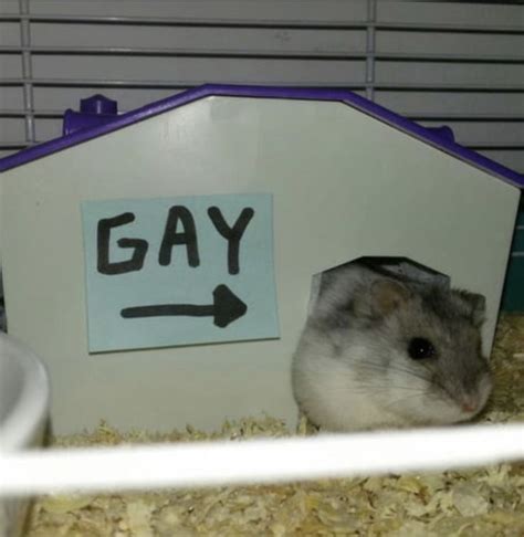 gay hamster live